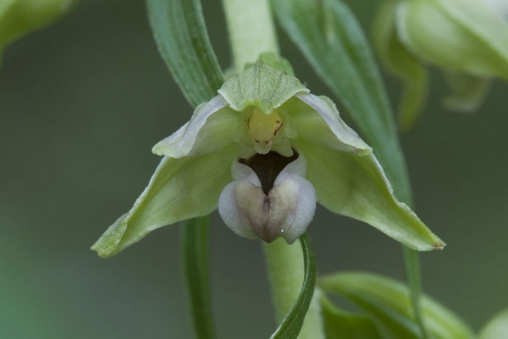 Epipactis helleborine da ID